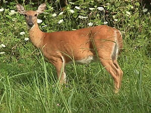 Deer.jpg